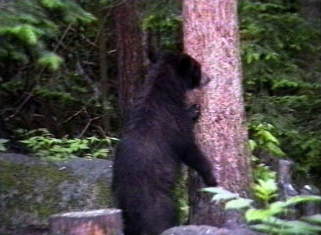 The Longhouse Tapes – Why The Bear Clan Know Medicine (1990)